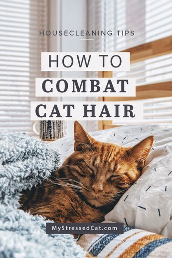 Stressed Cat, Cat Cleaning, Cat Urine, Cat Shedding, Cat Hacks, Cat Care Tips, Cat Training, Pet Hacks, Cat Hair