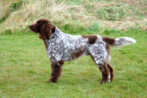 German longhaired pointer. German Long Haired Pointer, German Wirehair Pointer, German Shorthair Pointer Art, German Longhaired Pointer, Short Haired German Pointer, Nature Friends, German Pointer, Dog Profile, Wired Haired Pointer