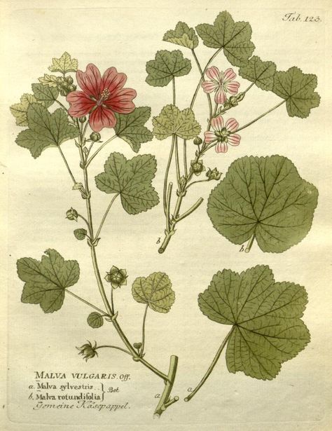 1804 - Icones plantarum medico-oeconomico-technologicarum cum earum fructus ususque descriptione = - Biodiversity Heritage Library Old Remedies, Malva Sylvestris, Treat Burns, Peony Root, Herbal Recipes, Traditional Medicine, Healing Herbs, Old Book, Medicinal Plants