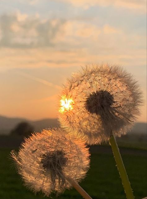 Wallpaper Mawar, Dandelion Pictures, Motivational Mindset, Apple Logo Wallpaper Iphone, Nothing But Flowers, Dandelion Flower, Alam Yang Indah, Nature Aesthetic, Flowers Nature