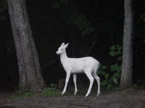 Albino Deer, Dark Naturalism, Animal Tumblr, Deer Photos, Albino Animals, White Deer, Whitetail Deer, The Zoo, Animal Photo