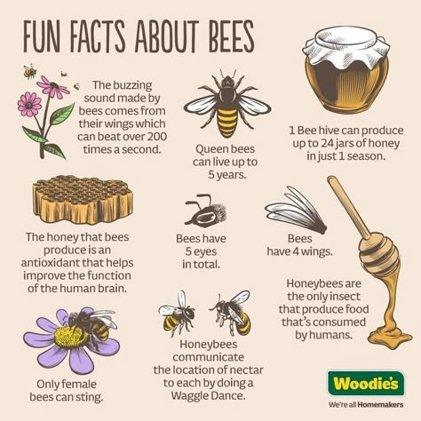 Project Honey Bees on Instagram: "Here's some more fun facts about our sweet little friends! 🍯 🍯 🍯 🐝 🐝 🐝" Fun Facts About Bees, Honey Facts, Honey Bee Farming, Honey Bee Facts, Honey Bees Keeping, Bee Hive Plans, Bee Activities, Beekeeping For Beginners, Bee Friendly Garden