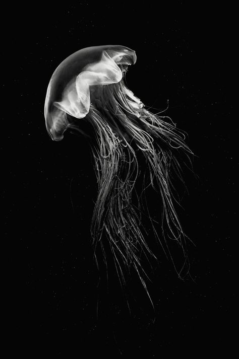 Marine Life Black And White, Jellyfish Black Background, Dark Ocean Wallpaper, Jellyfish Black And White, Turtle Black And White, Black And White Jellyfish, Medusa Animal, Beautiful Black And White Photography, Dark Jellyfish