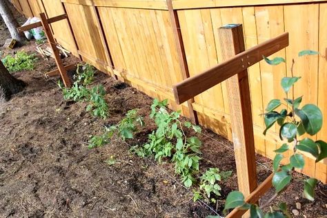 How to Build a Raspberry Trellis | eHow Raspberry Trellis Ideas How To Build, Raspberry Trellis Ideas Diy, Homestead Necessities, Raspberry Trellis Ideas, Berry Trellis, Allotment Planner, Hops Trellis, Blackberry Trellis, Climbing Roses Trellis