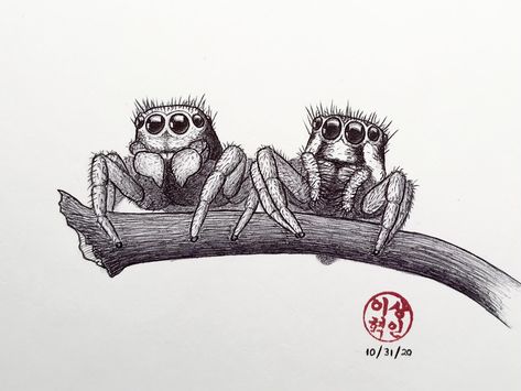 Drew a jumping spider couple w/ ballpoint pen Jumping Spider Drawing, Spider Drawing Sketches, Spider Couple, Cute Jumping Spider, Tattoo Crane, Kawaii Spider, Lucas The Spider, Spider Cartoon, Spider Illustration