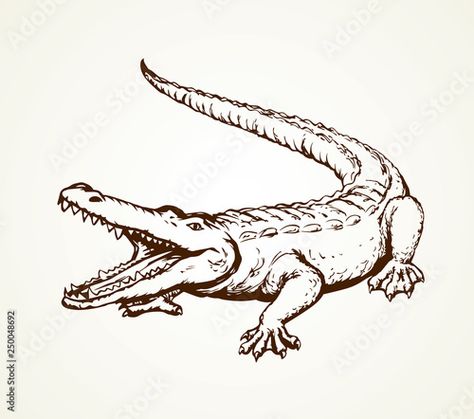 Stock Image: Crocodile. Vector drawing Crocodile Drawing, Crocodiles, Vector Drawing, Drawing Sketches, Adobe Stock, Stock Vector, Stock Images, Humanoid Sketch, Drawings