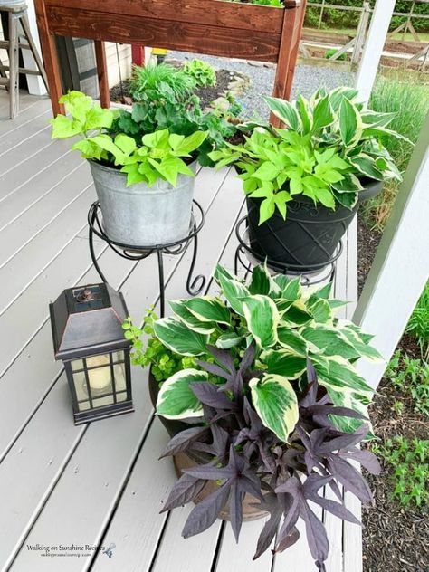 Hosta In Planters, Growing Hostas In Pots, Hosta Plants In Pots, Diy Planter Ideas Outdoor, Hosta Pots Container Gardening, Hostas In Planters, Hostas In Pots Planters, Hostas In Pots Front Porches, Hosta Hanging Baskets