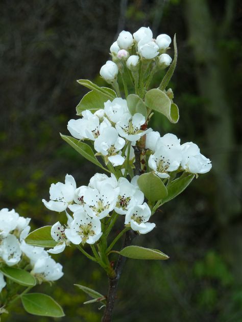 Pear Blossom - a flower that belongs to the Rosaceae family. Flowers Reference, Flowering Tree, Dogwood Blossoms, Apple Farm, Pear Blossom, Cheer Me Up, Botanic Garden, Beautiful Flowers Pictures, Fruit Art