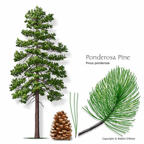 ponderosa pine ...Texas A&M Forest Service - Trees of Texas - List of Trees Pine Tattoo, Pine Tree Drawing, Nature Documentary, Pine Tree Painting, Tree Id, Pine Tree Tattoo, Ponderosa Pine, Conifer Trees, Christmas Tree Art