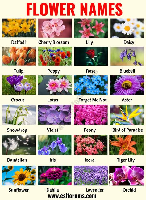 Flower Names: List of 25+ Popular Names of Flowers with the Pictures - ESL Forums All Kinds Of Flowers, All Flowers Name List, Eighteen Scholars Flower, Name Of Flowers List, Names Of Flowers With Pictures, Types Of Flowers And Meanings, Flowers Name With Pictures, Name Of Flowers, Flowers And Their Names