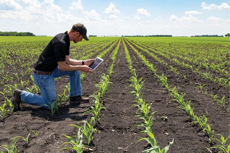 Adoption of digital technologies in agriculture has been increasing. Precision agriculture technologies are changing the way farmers manage their crops Technology In Agriculture, Agriculture Photography, Agriculture Projects, Precision Agriculture, Corn Field, Crop Production, Corn Plant, Agriculture Farming, Sustainable Agriculture