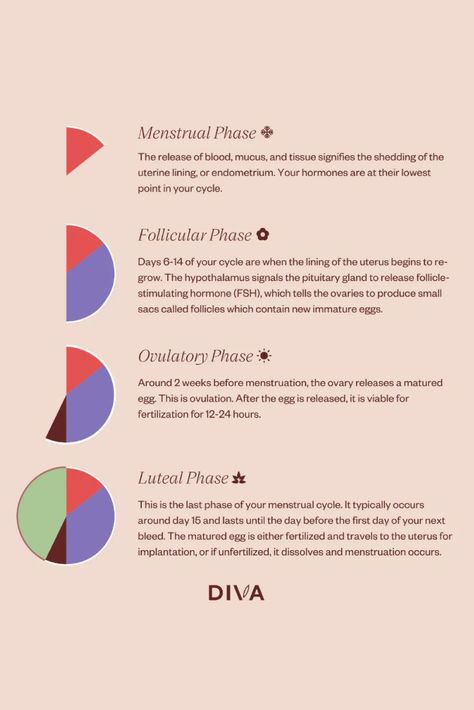 There are four phases of the menstrual cycle. Each phase has different processes and participating hormones for encouraging reproduction. Learn more about each phase and develop a greater understanding of your monthly cycle and hormonal health. Period Cycle Hormones, Four Stages Of Menstrual Cycle, Hormones Throughout Cycle, Period Cycle Phases Emotions, Cycle Syncing Hormone Chart, Female Monthly Cycle, Monthly Cycle Chart, 4 Menstrual Phases, Menstrual Cycle Phases Hormones