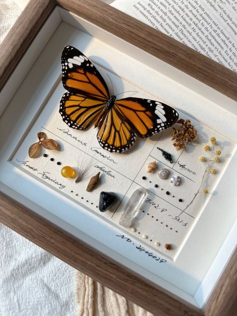 Butterfly Specimen Display, Bug Pinning Display, Pinned Butterfly, Framed Butterfly Wall Art, Taxidermy Aesthetic, Butterfly In Frame, Entomology Decor, Butterfly Things, Bug Taxidermy