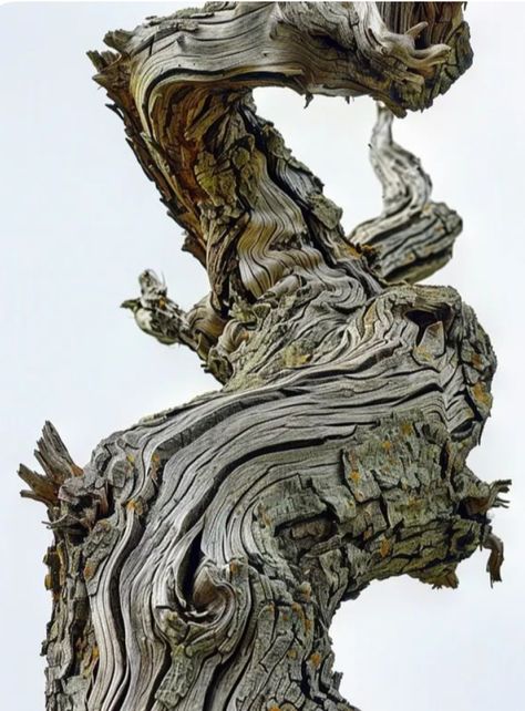 Tree Bark Reference, Twisted Tree Branches, Tree Close Up, Tree Branch Reference, Tree Branch Ideas, Tree Bark Art, Twisting Tree, Tree Reference, Interesting Trees