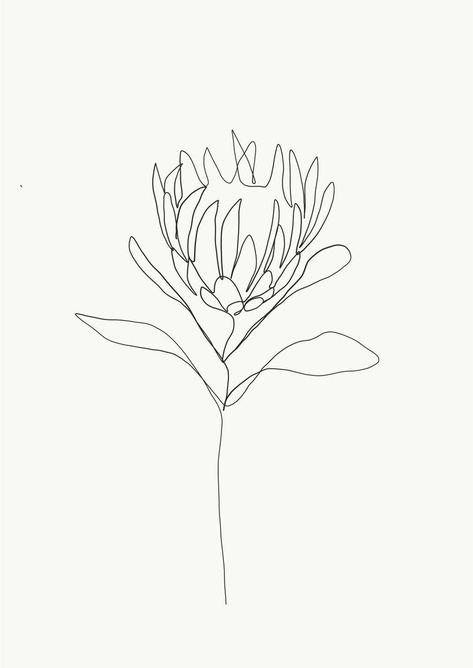 protea drawing Protea Sketch Drawing, Banksia Flower Drawing, Single Line Art Flower, Single Line Flower Drawing, Australian Botanical Tattoo, Banksia Tattoo, Banksia Drawing, Protea Line Drawing, Protea Sketch