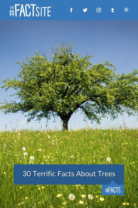 Trees are not just ordinary plants; they have incredible stories to tell! From the world's most toxic tree to its tallest, here are 30 fascinating tree facts that will leave you in awe. Starting with their evolution and ecological importance and covering some truly astonishing records, let's explore the wonders of our leafy friends! #TheFactSite #Facts #Nature #Trees #TreeSpecies Botany Facts, Did You Know Facts About Plants, Facts About Trees, Tree Facts, Biggest Tree In The World, Environment Facts, About Trees, Clean Ocean, Bristlecone Pine