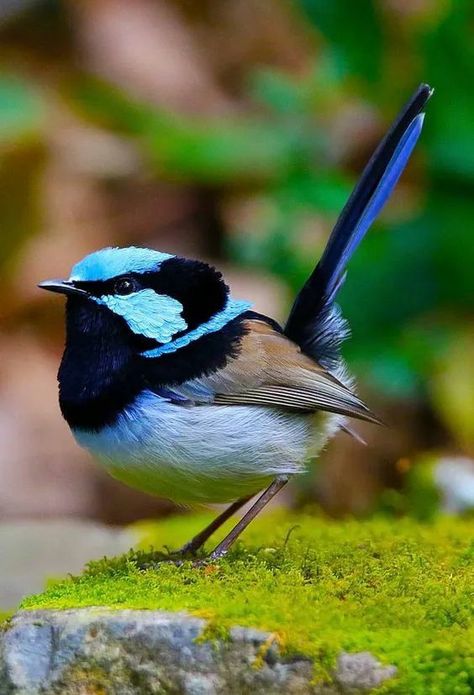 Fairy Wren Bird, Blue Fairy Wren, Fairy Wren Drawing, Superb Fairy Wren, Fairy Wrens, Blue Wren, Fairy Wren, Australian Wildlife, Australian Birds