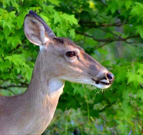 White Tailed Deer Doe, Deer Sona, White Tailed Deer, Interesting Lighting, White Tail Deer, Deer Doe, Oc Inspiration, Animal References, Vintage Deer