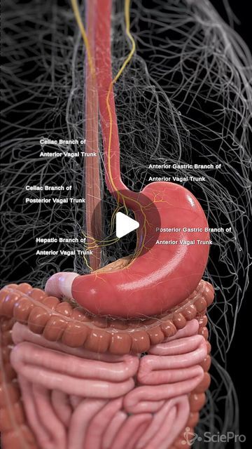 Nerve System Anatomy, Organs Of The Body Anatomy, Nerves System, Brain Animation, Body Anatomy Organs, Intestines Anatomy, Digestive System Anatomy, Nerve Anatomy, Anatomy Organs