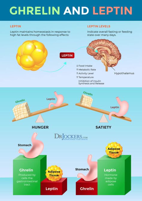 Leptin Diet, Leptin And Ghrelin, Human Growth Hormone, Leptin Resistance, Adipose Tissue, High Fat Diet, Growth Hormone, Calories A Day, Insulin Resistance