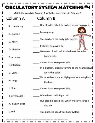 Circulatory System Matching The Circulatory Story Activities, Circulatory System Worksheets, Circulatory System Notes, Circulatory System Diagram, Circulatory System Projects, Circulatory System For Kids, Circulatory System Activities, Body Systems Worksheets, Science Projects For Middle School