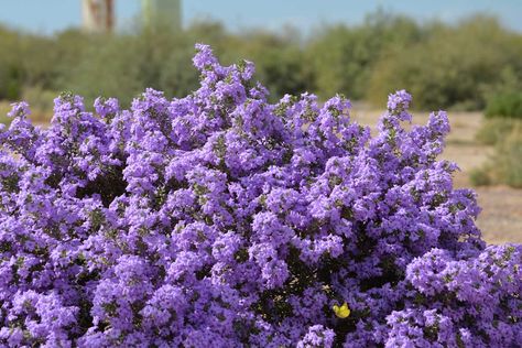 12 Heat-Tolerant Shrubs for Summer Heat - Garden Lovers Club Heat Tolerant Plants, Low Maintenance Shrubs, Scorching Sun, Crape Myrtle, Outdoor Fireplaces, Low Maintenance Garden, Flower Spike, Drought Tolerant Plants, Garden Sheds