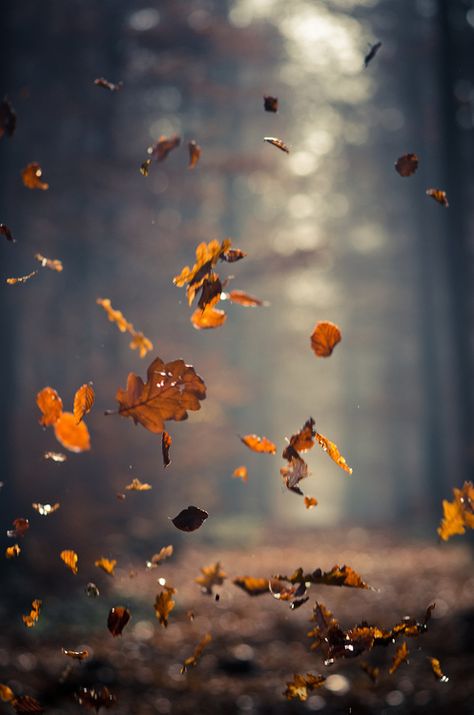 숲 사진, Leaves Falling, Wallpaper Tumblr, Foto Tips, Autumn Beauty, Best Seasons, Samhain, 인물 사진, Autumn Photography