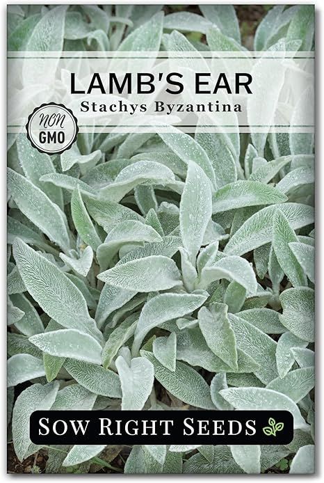 Amazon.com : Sow Right Seeds - Lambs Ear Seeds for Planting - Non-GMO Heirloom Packet with Instructions to Grow an Outdoor Flower Garden - Wooly Silver Leaves, Perennial Foliage - Stachys for Rock Gardens (1) : Patio, Lawn & Garden Ear Seeds, Stachys Byzantina, Rock Gardens, Silver Leaves, Outdoor Flowers, Lambs Ear, Bulb Flowers, Planting Seeds, Rock Garden