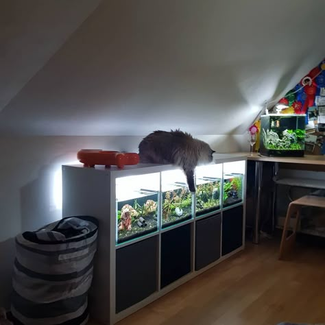 21 Inventive Ways to Use Ikea Kallax Shelves Around the Home Fish Tank Rack Ideas, Ikea Aquarium Stand, Fish Tank Shelves, Aquarium Shelf, Amano Shrimp, Kallax Shelving, Ikea Units, Ikea Kallax Shelf, Kallax Shelving Unit