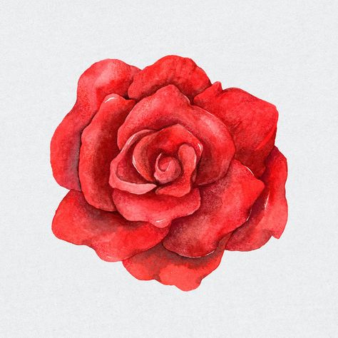 Psd red rose flower vintage clipart | premium image by rawpixel.com / Boom Red Rose Tattoo Design, Red Roses Art, Rosé Cartoon, Rose Line Art, Rose Artwork, Rose Sketch, Vintage Clipart, Rose Oil Painting, Red Rose Tattoo