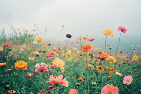 Flower Meadow Aesthetic, Meadow Aesthetic, Flower Field Landscape, Flowers Horizontal, Field Landscape, Flower Meadow, Flower Field, Anemone, Free Image