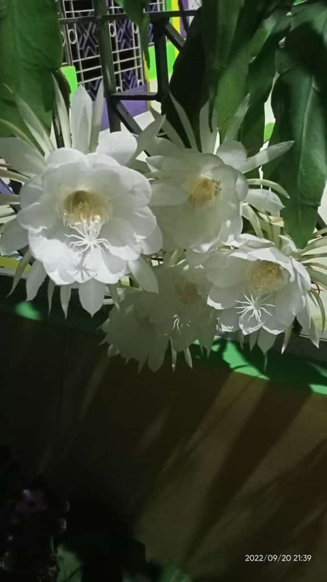 Brahmakamal flower | Night Queen flower | Very Sweet Smell Night Queen Flower, Beautiful White Flowers, Flower Night, Sweet Smell, Planting Herbs, White Flowers, Herbs, Queen, Plants