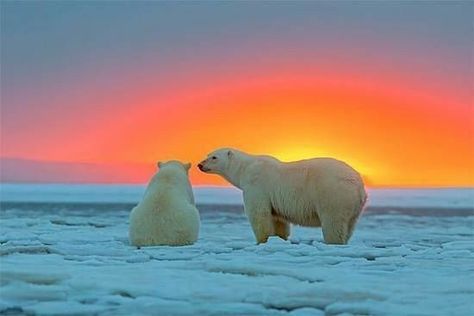 Bear Photos, Bear Hug, White Bear, Bear Art, Polar Bears, Nature Animals, Animal Kingdom, Polar Bear, Koala