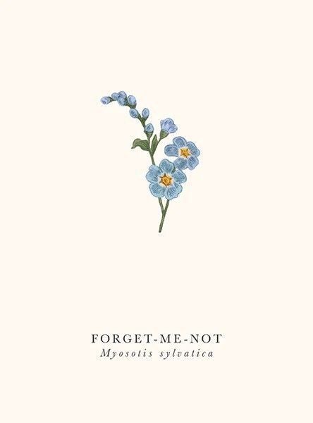 Drawing Forget Me Not Flower, Loves Me Loves Me Not, Forget Me Not Print, Do Not Forget Me Flower, Small Forget Me Not Flowers Tatoos, Forget Me Not Botanical Illustration, Paint Forget Me Not Flower, Draw Forget Me Nots Flower, Forget Me Nots Drawing