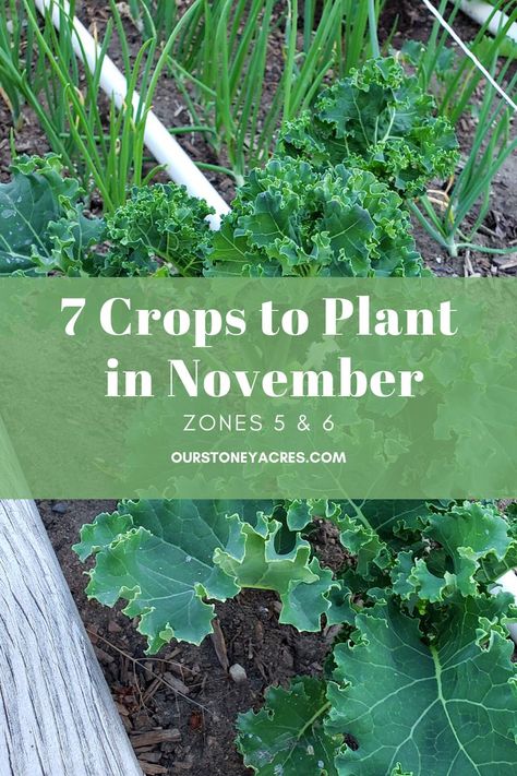 You can still plant vegetables in November in zones 5 and 6. Vegetables to plant in November plant guide will give you the right seeds to plant now so you can have a great spring harvest. This is a good list of 7 vegetables to plant in fall. Find many more articles on our website about vegetable gardening, gardening ideas, and planting guide for vegetables. Fall Planting Guide, Fall Vegetables To Plant, How To Harvest Lettuce, Vegetables To Plant, Fall Crops, Planting Garlic, Best Vegetables, Planting Guide, Winter Crops