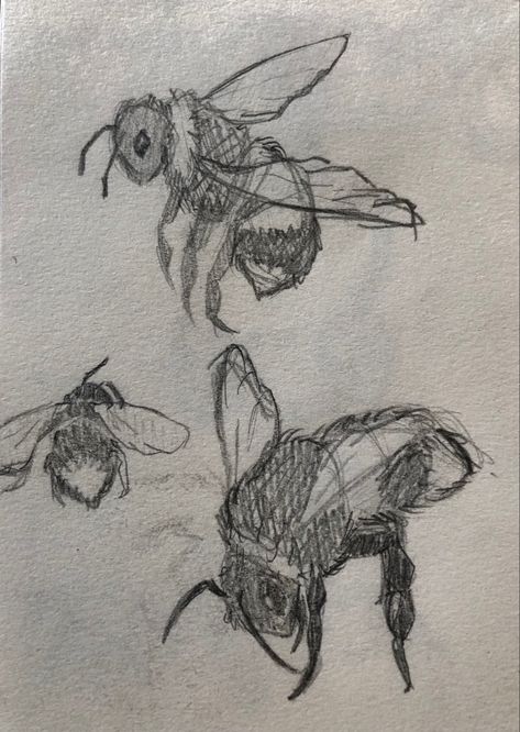 Bugs Drawing Reference, Natural Objects Sketch, Bug Aethstetic, Aesthetic Bug Drawing, Bug Sketches Drawing, Bug Drawing Reference, Bug Drawing Insects, Bugs Drawing Sketches, Bee Pencil Drawing