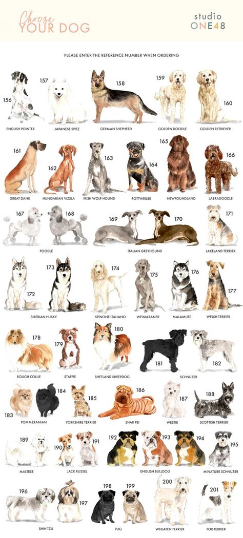 Dog Kinds, Type Of Dogs, Different Breeds Of Dogs, Types Of Dogs Breeds, Royal Pet Portrait, Most Beautiful Dog Breeds, All Dog Breeds, Unique Dog Breeds, Dog Illustrations