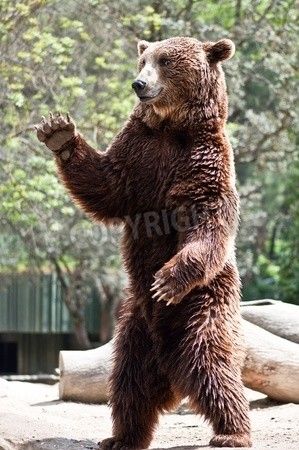 Kodiak Brown Bear, Bear Standing, Moon Bear, Bear Tattoos, Saying Hello, Bear Drawing, Up Tattoo, Bear Tattoo, Bear Arms