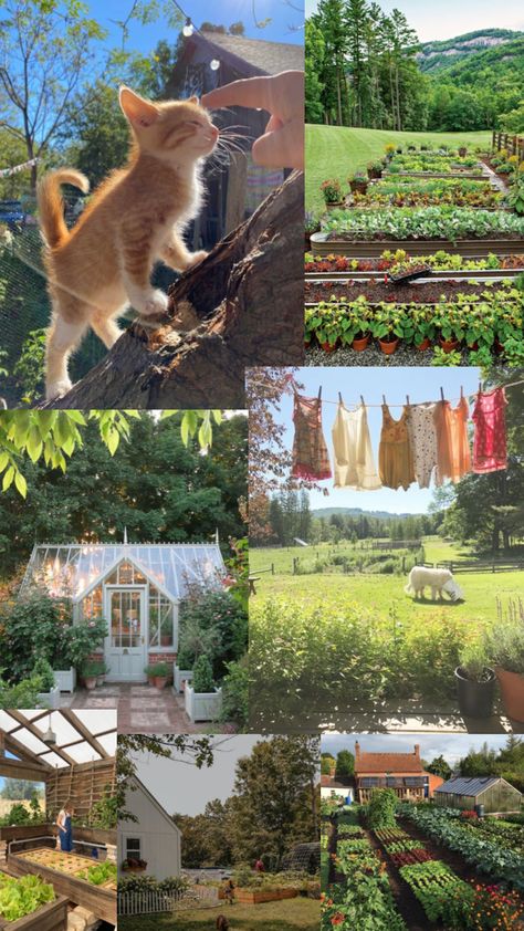 #farm #cats #nature #summer Little Farm Aesthetic, Owning A Farm Aesthetic, Old Money Farm Aesthetic, Mini Farm Aesthetic, Summer Farm Aesthetic, Aesthetic Farm Life, Farm Cottage Aesthetic, Hobby Farm Aesthetic, Small Farm Ideas