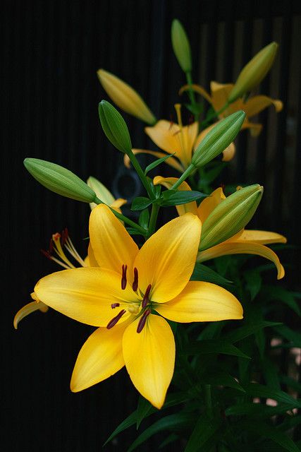 Yellow lily http://flowersgifts.labellabaskets.com faragmoghaddassi@yahoo.com Flower Gardens, Web Images, 수채화 그림, Language Of Flowers, Tiger Lily, Little Flowers, Exotic Flowers, Lily Flower, Mellow Yellow