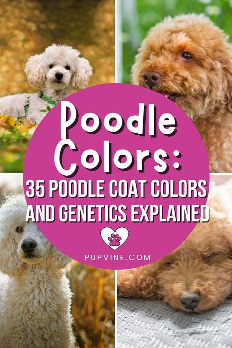 How many Poodle colors are there? These doggies come in all sorts of coat colors – we have counted 35! – so let's learn more about them! Poodle Haircuts Standard, Merle Toy Poodle, Standard Poodle Colors, Poodle Cuts Pet Grooming, Miniature Poodle Cuts, Mini Poodle Haircut Styles, Shaved Poodle, Standard Poodle Puppy Cut, Miniature Poodle Haircut Styles