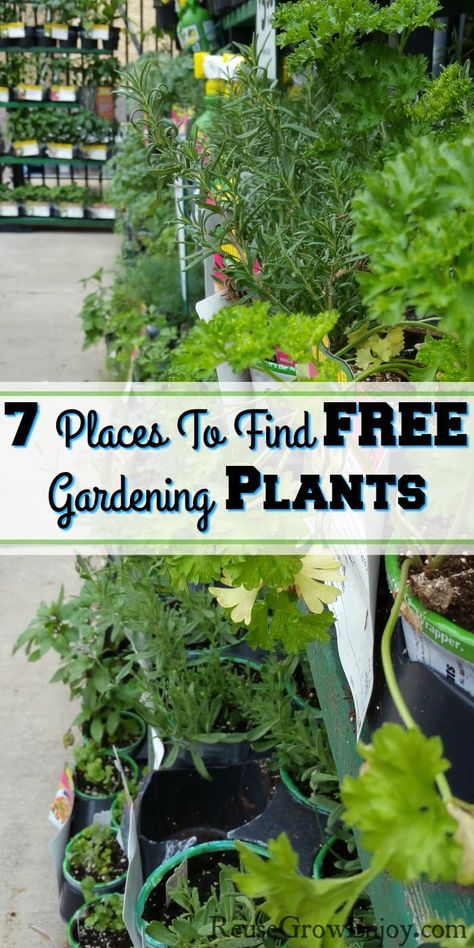 Did yolu know there are 7 different places you can get free plants? I will share tips on where to find them. Suburban Homesteading, Cheap Plants, Garden Growing, Thrifty Living, Plant Projects, Gardening Plants, Garden Help, Diy Gardening, Sun Plants