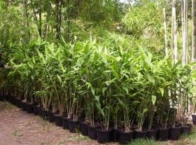 Tiger Grass in 300mm Pots Living Fences, Bamboo Species, Tiger Grass, Carbon Sequestration, Living Fence, Green Bamboo, Bamboo Plants, House Garden, Growing Plants