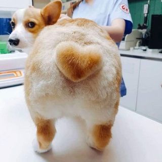 Corgi is unimpressed with his new heart butt cut. : aww Corgi Funny, Corgi Butts, Corgi Puppy, Cute Corgi, White Dog, Pembroke Welsh Corgi, Sweet Dogs, Corgi Dog, Welsh Corgi