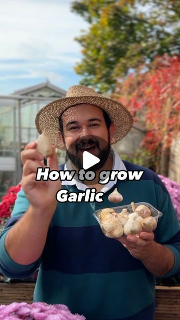 Joseph Clark on Instagram: "Today we are back and I am showing you how to plant and grow fresh garlic at home, and then use this garlic year after year to grow a lifetimes supply. 

Growing garlic has to be one of my favourite autumn garden activities, as it’s such a useful crop in the kitchen. Now is the best time to plant many garlic varieties, as they need a period of cold stratification, to help them form bulbs with individual cloves. If you wait until spring, what you will get is essentially one giant garlic bulb, similar to an onion. 

When it comes to planting garlic, there really isn’t much to do. While you can use garlic from the supermarket, I wouldn’t, as often these have been sprayed with anti sprouting hormones,  can carry viruses and are often not suited to our growing condit Growing Garlic From Cloves In Pots, Planting Garlic Cloves, Growing Garlic From Cloves, Garlic Varieties, Veggie Gardens, Planting Garlic, Garlic Seeds, Growing Garlic, Garden Activities