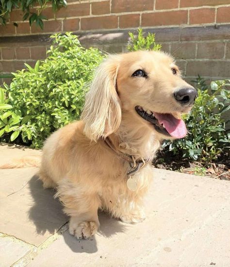 English Golden Dachshund, Cream Colored Dachshund, Cream Daschund Puppies, Blonde Dauchsands, Long Hair Cream Dachshund, Golden Wiener Dog, Mini Golden Daschund, English Cream Long Haired Dachshund, Blonde Dashound