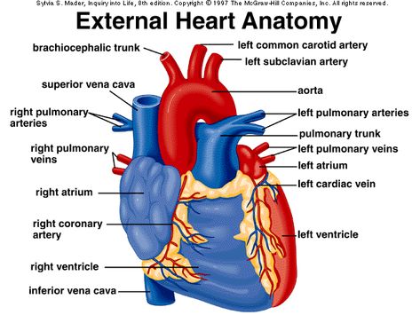 External Heart Anatomy Diagram Simple Heart Diagram, Heart Blood Flow, Human Heart Diagram, Human Heart Anatomy, Heart Structure, Cardiac Cycle, Anatomy Organs, Subclavian Artery, Heart Diagram