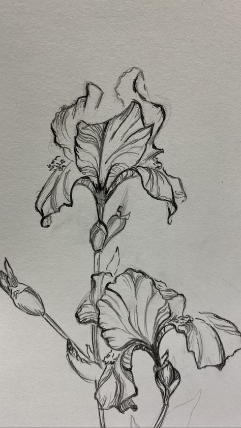 How To Draw Iris, Iris Drawing Flower, Iris Drawings, Flower Pencil Sketches, Iris Flowers Drawing, Ink Flower Drawing, Iris Sketch, Flower Ink Drawing, Sketches Flowers