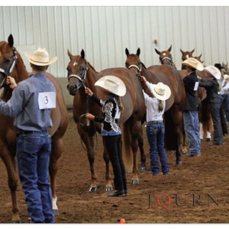 Halter class Riding Horse Photography, Aqha Showmanship, Cowboy And Horse, Equestrian Jumping, Country Horses, Horse Halter, Equine Therapy, Show Horse, Cowboy Horse