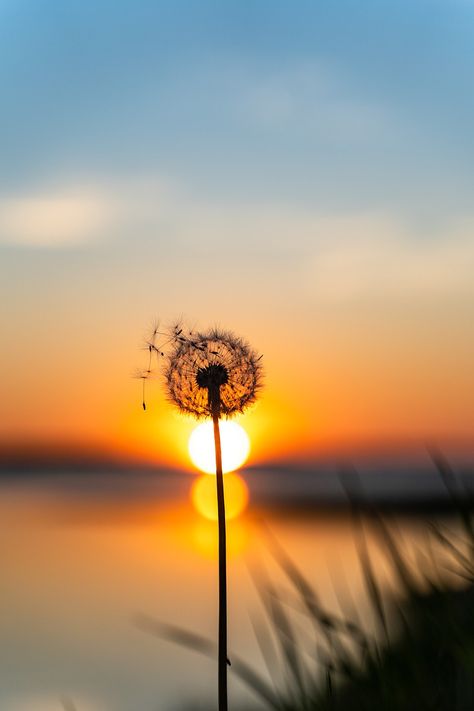 Dandelion Sunset Flower, #Dandelion, #Flower, #Sunset Dandelion Images, Dandelion Sunset, Fire Wall, Dandelion Wallpaper, Best Photo Background, Silhouette Illustration, Dandelion Flower, Watercolor Flower Art, Surrealism Photography